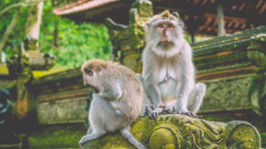 Sadly looking Long-tailed Macaque Monkey in the Monkey forest in Bali. Eye contact Sadly looking Long-tailed Macaque Monkey in the Monkey forest in Bali. Eye contact